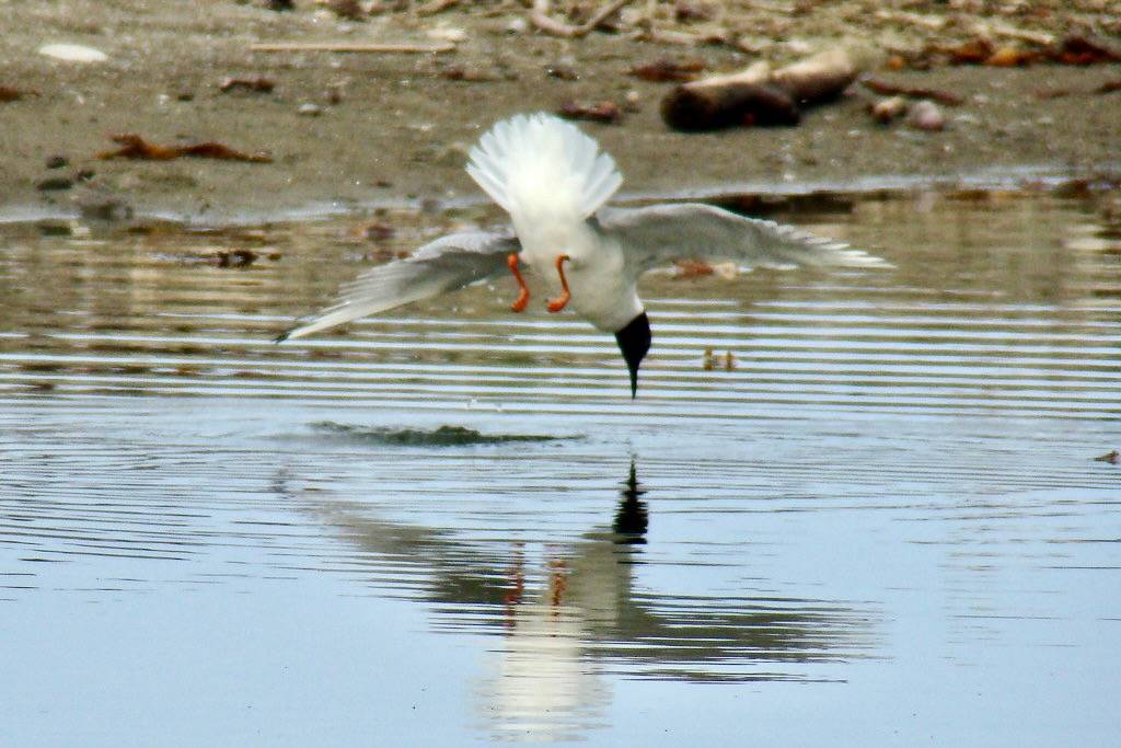 BONAPARTE'S GULL (Larus Philadelphia) by Maggie.Smith is licensed under CC BY 2.0